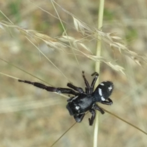 Sandalodes scopifer (TBC) at suppressed by ChickenLittle