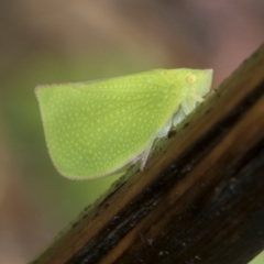 Siphanta acuta (Green planthopper, Torpedo bug) at Higgins, ACT - 30 Nov 2022 by AlisonMilton
