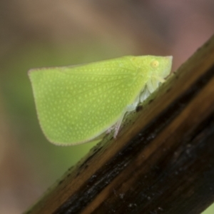 Siphanta acuta (Green planthopper, Torpedo bug) at Higgins, ACT by AlisonMilton