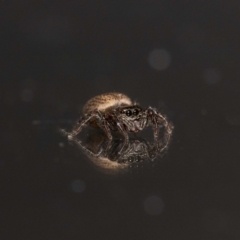 Unidentified Jumping & peacock spider (Salticidae) (TBC) at Jerrabomberra, NSW - 4 Dec 2022 by MarkT