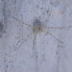 Tamopsis sp. (genus) (Two-tailed spider) at Higgins, ACT - 4 Dec 2022 by AlisonMilton