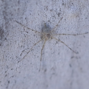 Tamopsis sp. (genus) at Higgins, ACT - 4 Dec 2022