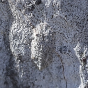 Ledromorpha planirostris at Higgins, ACT - 4 Dec 2022