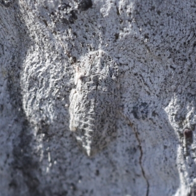 Ledromorpha planirostris (A leafhopper) at Higgins, ACT - 4 Dec 2022 by AlisonMilton