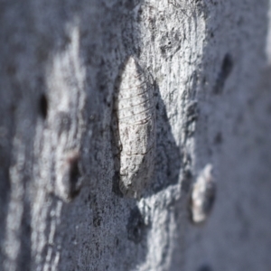 Ledromorpha planirostris at Higgins, ACT - 4 Dec 2022