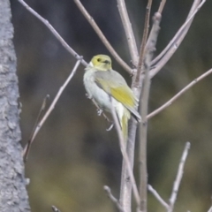 Ptilotula penicillata (White-plumed Honeyeater) at Belconnen, ACT - 19 Sep 2022 by AlisonMilton