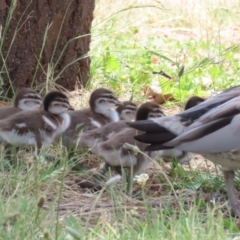 Chenonetta jubata (Australian Wood Duck) at Symonston, ACT - 4 Dec 2022 by RodDeb