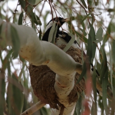 Grallina cyanoleuca (Magpie-lark) at Symonston, ACT - 4 Dec 2022 by RodDeb