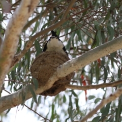 Grallina cyanoleuca at Symonston, ACT - 4 Dec 2022