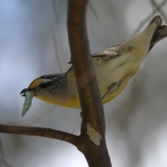 Pardalotus striatus (Striated Pardalote) at Jerrabomberra, ACT - 4 Dec 2022 by RodDeb