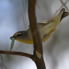 Pardalotus striatus at Jerrabomberra, ACT - 4 Dec 2022 12:51 PM