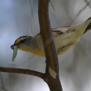 Pardalotus striatus at Jerrabomberra, ACT - 4 Dec 2022