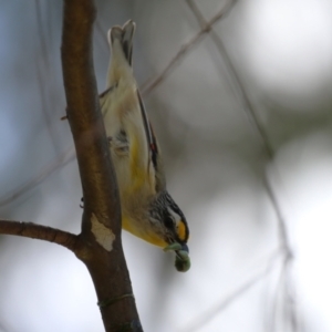 Pardalotus striatus at Jerrabomberra, ACT - 4 Dec 2022 12:51 PM