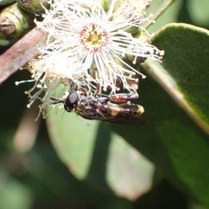 Unidentified Hover fly (Syrphidae) (TBC) at suppressed by SimoneC