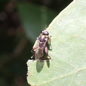 Chalcosyrphus elongatus at suppressed - suppressed