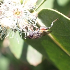 Chalcosyrphus elongatus at suppressed - suppressed