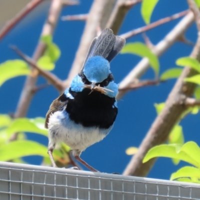 Malurus cyaneus (Superb Fairywren) at Symonston, ACT - 4 Dec 2022 by RodDeb