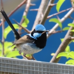 Malurus cyaneus at Symonston, ACT - 4 Dec 2022 01:58 PM