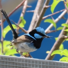 Malurus cyaneus at Symonston, ACT - 4 Dec 2022 01:58 PM