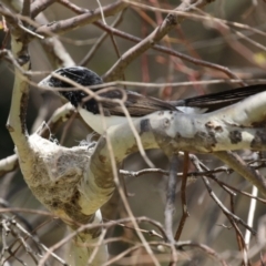 Rhipidura leucophrys (Willie Wagtail) at Symonston, ACT - 4 Dec 2022 by RodDeb