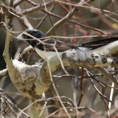 Rhipidura leucophrys (Willie Wagtail) at Symonston, ACT - 4 Dec 2022 by RodDeb