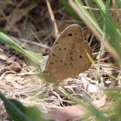 Heteronympha merope (Common Brown Butterfly) at Jerrabomberra, ACT - 4 Dec 2022 by RodDeb