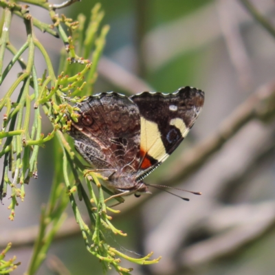 Vanessa itea (Yellow Admiral) at Kambah, ACT - 4 Dec 2022 by MatthewFrawley