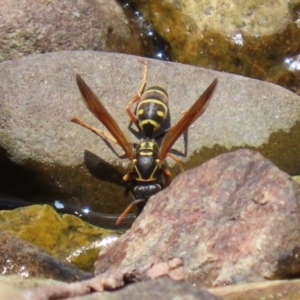 Polistes (Polistes) chinensis at Jerrabomberra, ACT - 4 Dec 2022