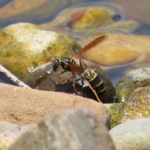 Polistes (Polistes) chinensis at Jerrabomberra, ACT - 4 Dec 2022