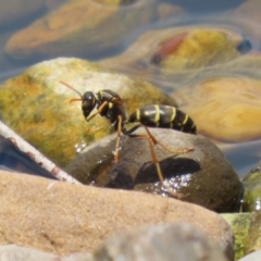 Polistes (Polistes) chinensis at Jerrabomberra, ACT - 4 Dec 2022