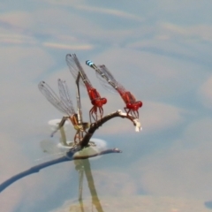 Xanthagrion erythroneurum (Red & Blue Damsel) at Symonston, ACT - 4 Dec 2022 by RodDeb