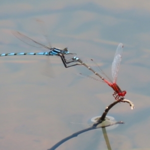 Xanthagrion erythroneurum at Symonston, ACT - 4 Dec 2022