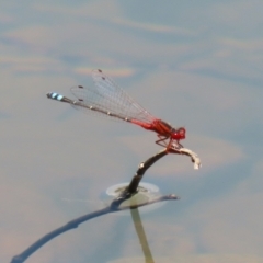 Xanthagrion erythroneurum at Symonston, ACT - 4 Dec 2022