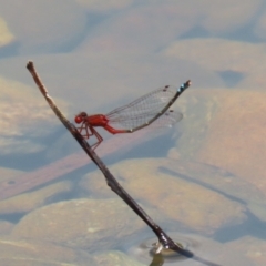 Xanthagrion erythroneurum at Symonston, ACT - 4 Dec 2022 12:51 PM