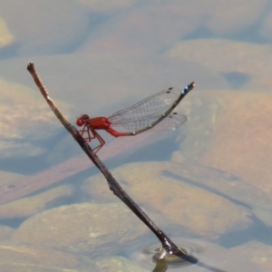 Xanthagrion erythroneurum at Symonston, ACT - 4 Dec 2022