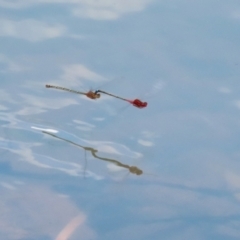 Xanthagrion erythroneurum at Symonston, ACT - 4 Dec 2022