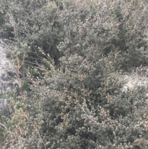 Leptospermum namadgiense (Namadgi Tea-tree) at Mount Clear, ACT by Tapirlord