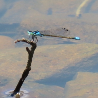 Ischnura heterosticta (Common Bluetail Damselfly) at Jerrabomberra, ACT - 4 Dec 2022 by RodDeb