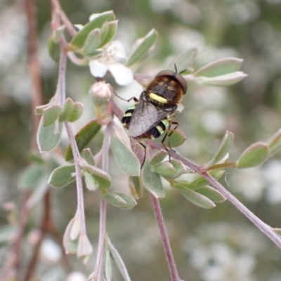 Odontomyia hunteri (Soldier fly) at Murrumbateman, NSW - 5 Dec 2022 by SimoneC