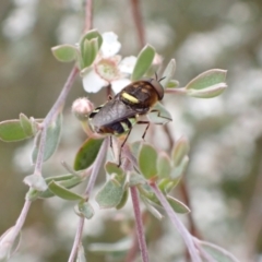 Odontomyia hunteri at Murrumbateman, NSW - 5 Dec 2022