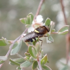Odontomyia hunteri at Murrumbateman, NSW - 5 Dec 2022