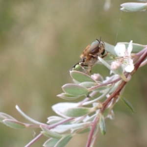 Odontomyia hunteri at Murrumbateman, NSW - 5 Dec 2022