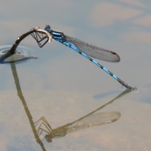 Austrolestes annulosus at Jerrabomberra, ACT - 4 Dec 2022