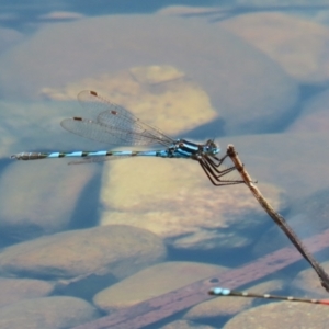 Austrolestes annulosus at Jerrabomberra, ACT - 4 Dec 2022 12:57 PM