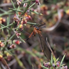 Harpobittacus australis (Hangingfly) at Lake George, NSW - 15 Oct 2022 by AndyRoo