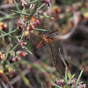 Harpobittacus australis at Lake George, NSW - 16 Oct 2022