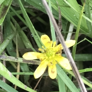 Ranunculus inundatus at Yaouk, NSW - 19 Nov 2022