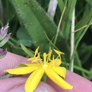 Hypoxis hygrometrica var. hygrometrica at Yaouk, NSW - 19 Nov 2022 05:12 PM