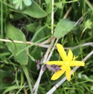 Hypoxis hygrometrica var. hygrometrica at Yaouk, NSW - 19 Nov 2022 05:12 PM