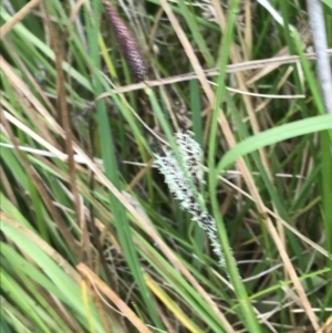 Carex gaudichaudiana at Yaouk, NSW - 19 Nov 2022